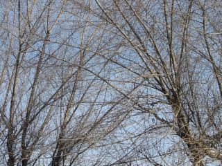 Погода в Луганске С