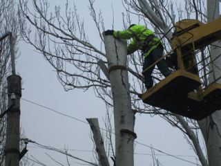В Луганске спилили 5 сухих деревьев 
