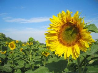 На полях Луганщины станет меньше подсолнухов