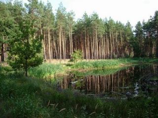 Луганские экологи рассказали кто мешает созданию парка Кременские леса