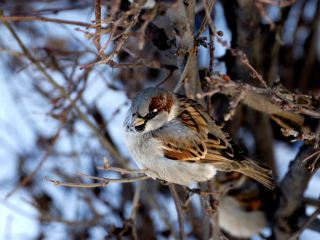 Погода в Луганске на  марта температура снизится до С