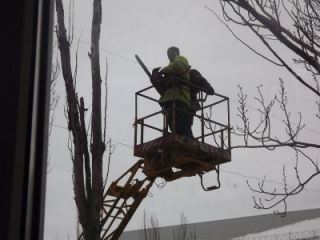 В Луганске омолодят около  тысяч деревьев видео