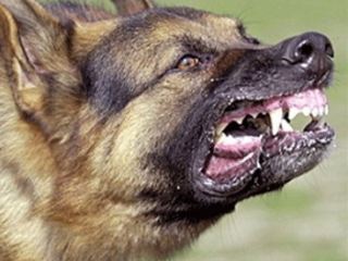 Город в Луганской области терроризируют своры бродячих собак