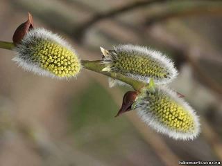Погода в Луганске на  марта С