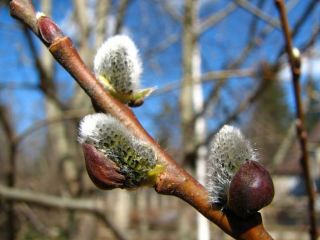 Погода в Луганске С
