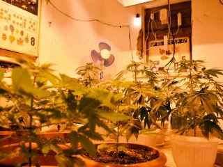 Теплицу с коноплей обнаружили на Луганщине