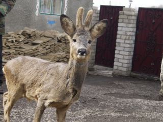 Егерь из Луганской области спас от гибели косулю