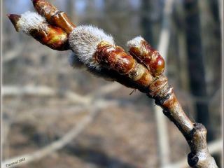Погода в Луганске солнечно