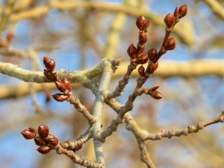 Погода в Луганске С