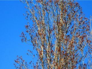 Погода в Луганске С