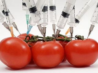 Влияние ГМО на организм человека