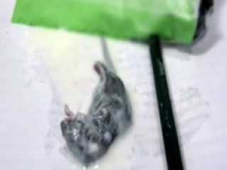 Кефир с мертвым мышонком купила пенсионерка на Луганщине фото