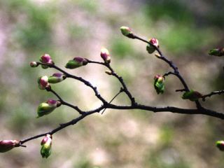 Погода в Луганске облачно