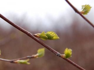 Погода в Луганске днем пойдет дождь