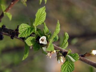 Погода в Луганске на  апреля