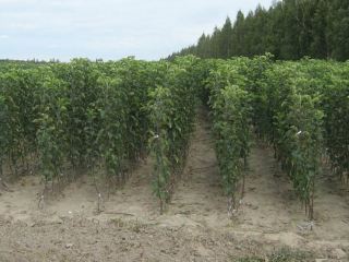 В Луганской области на взятке попался лесничий