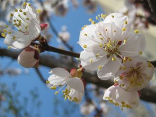 Погода в Луганске солнечно