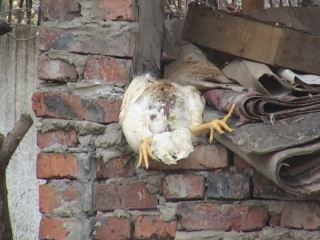 В Луганске разводили кур в антисанитарных условиях фото