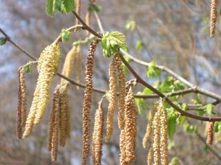 Погода в Луганске прохладно