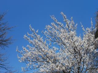 Погода в Луганске солнечно