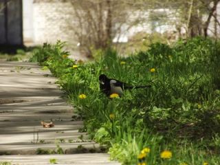 Погода в Луганске на выходные  и  апреля