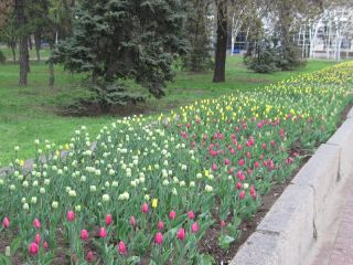 Луганск встретит майские праздники красочным и цветущим