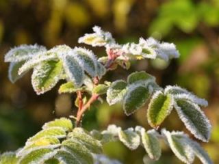 С  по  апреля ожидаются заморозки