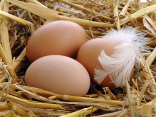 Советы потребителю как правильно выбирать куриные яйца