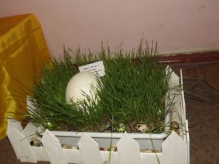 На разукрашенные яйца страуса иконы и куклы можно посмотреть в Луганске фото видео