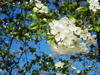 Погода в Луганске на  апреля