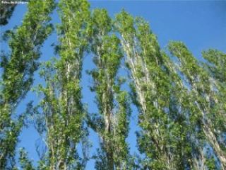 Погода в Луганске С