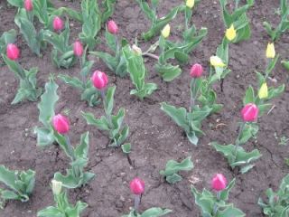 Луганск украсили  тыс тюльпанов