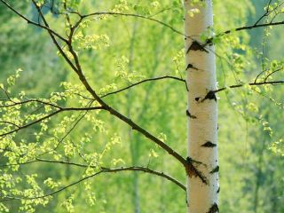 Погода в Луганске С