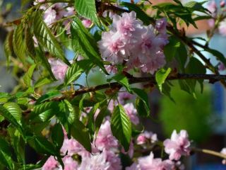 Луганск украсила цветущая сакура фото