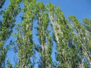 На Луганщине незаконно вырубили  тополей