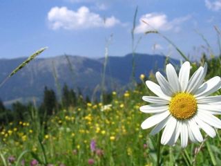 Погода в Луганске на  мая