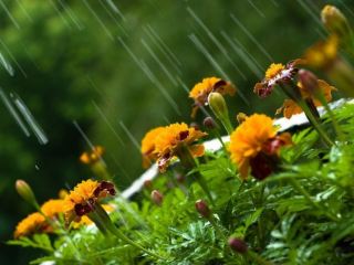 Погода в Луганске на завтра, 14 мая: дождь