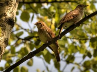 Погода в Луганске: облачно