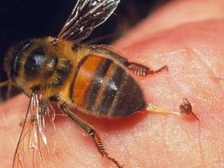 Как оказать первую помощь при укусах насекомых?