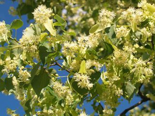 Погода в Луганске: днем ожидается гроза