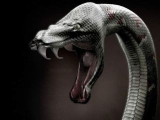 От укуса змей луганчане не умирают?