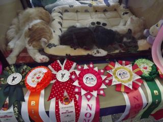 Купи друга за 500 гривен. Или немного о Международной выставке кошек в Луганске (фото, видео)