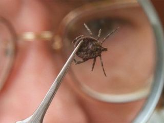 Как защититься от клещей?