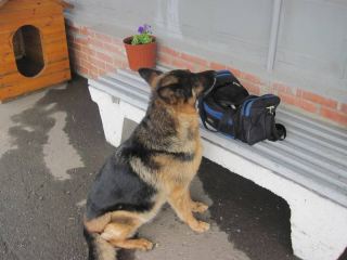 Овчарка луганских пограничников унюхала в сумке россиянина охотничьи патроны (фото)