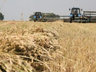 Сельхозпроизводители должны подать две декларации по налогу на прибыль