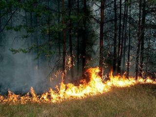 Ноухау для тушения лесных пожаров