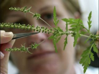 Как бороться с амброзией?