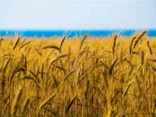 Луганских студентов отправили в поля