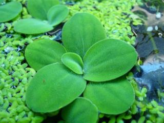 Тропическая водоросль атакует Северский Донец?