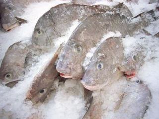 На луганской границе поймали россиянина с тонной рыбы 